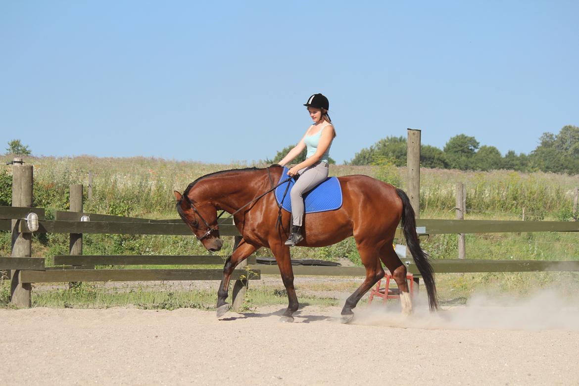 Pinto Pegasus | Soulmate | - 5) Dressur i det dejlige sommervejr ;-) billede 5