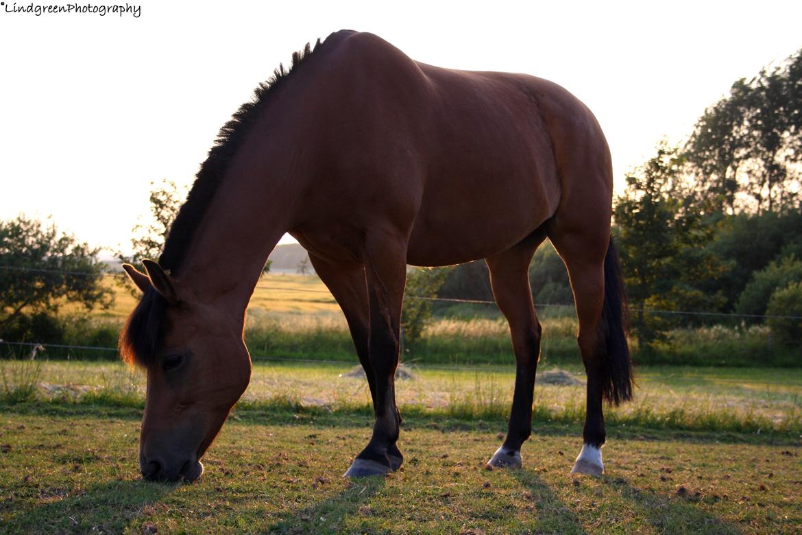 New Forest Vangsgaard's Vanity [Tidl. part] - „You never know what you have till you've lost it“ - Foto: Mig billede 15