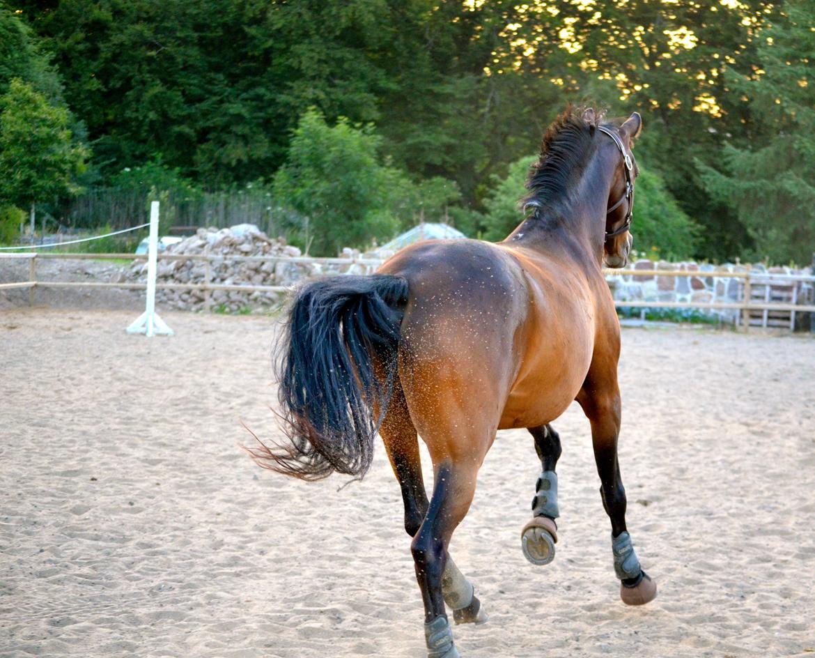 Welsh Cob (sec D) Albrechtshoeve Niels Cornelis - 2 år med min skat <3 billede 3