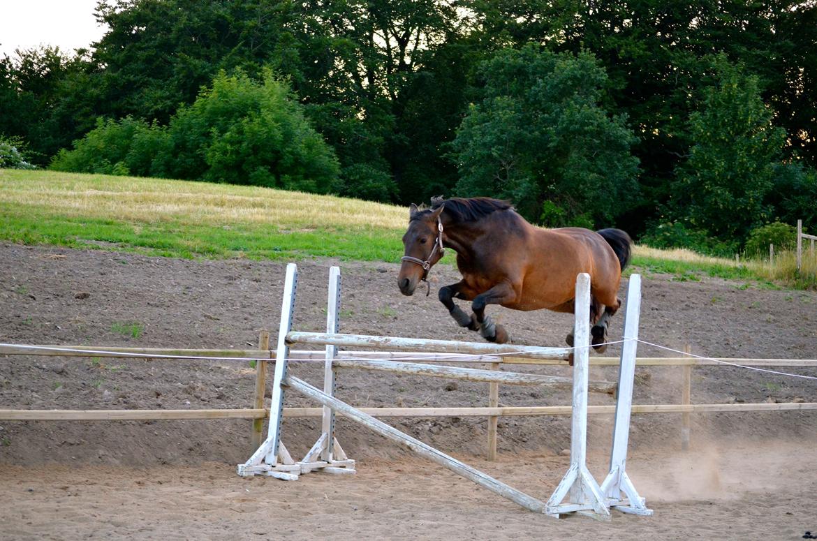 Welsh Cob (sec D) Albrechtshoeve Niels Cornelis - 130 cm - 17 juli 2013 billede 13