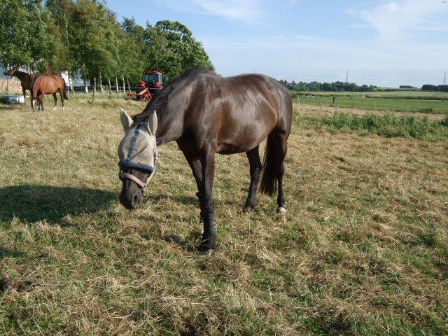 Anden særlig race Lucky - Part R.I.P billede 21