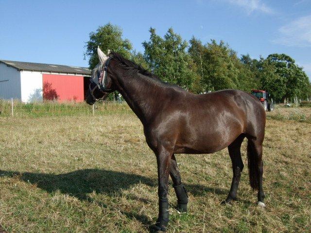 Anden særlig race Lucky - Part R.I.P billede 22