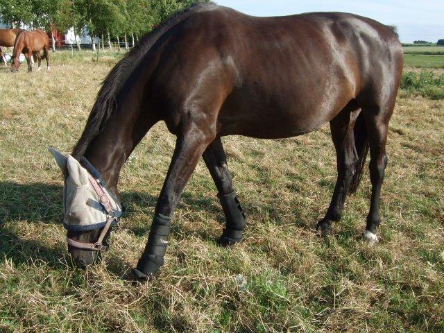 Anden særlig race Lucky - Part R.I.P billede 24