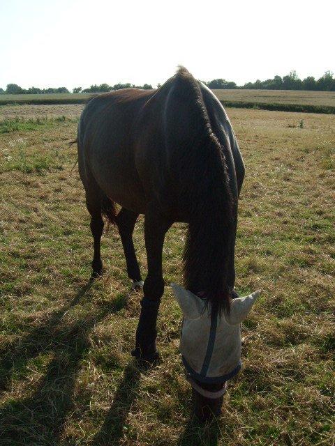 Anden særlig race Lucky - Part R.I.P billede 25