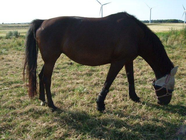 Anden særlig race Lucky - Part R.I.P billede 26