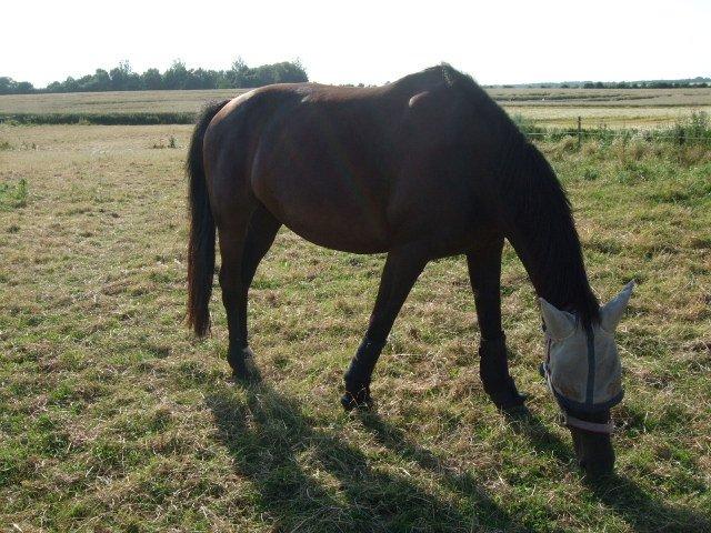 Anden særlig race Lucky - Part R.I.P billede 27