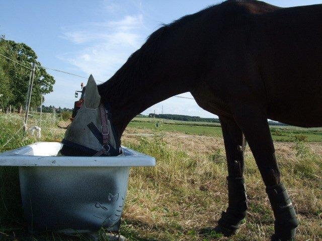 Anden særlig race Lucky - Part R.I.P billede 28