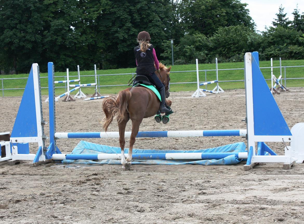 Welsh Partbred (Sec F) Valbjerggaard`s Casiopaia billede 4