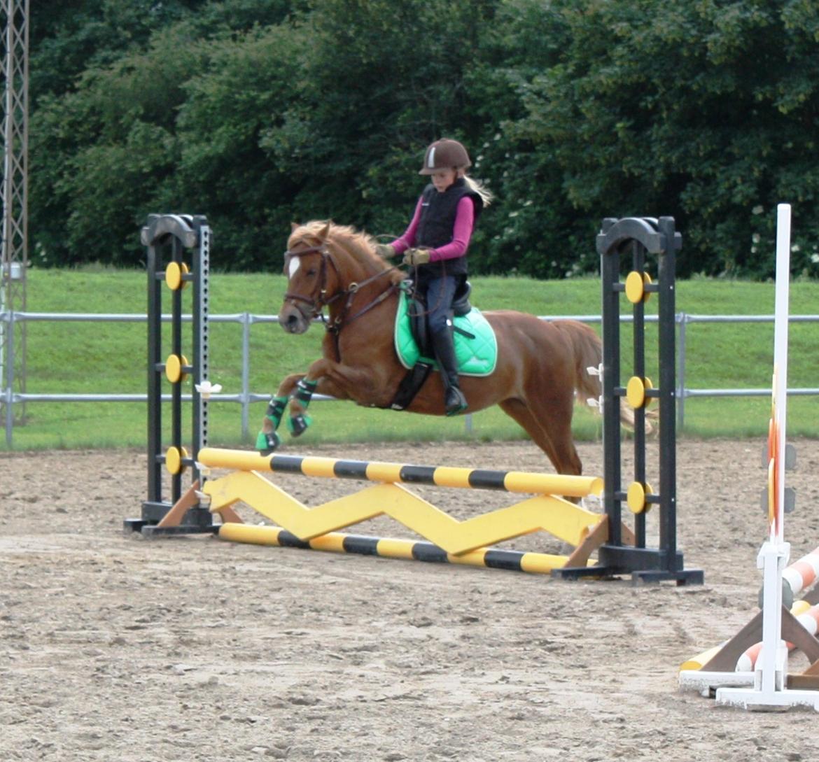 Welsh Partbred (Sec F) Valbjerggaard`s Casiopaia billede 5