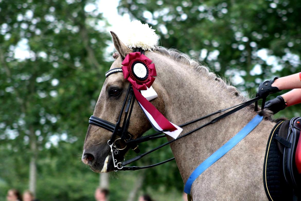 Palomino CHOPALI - Jysk Rideuge 2013 - Kostume Kür billede 16