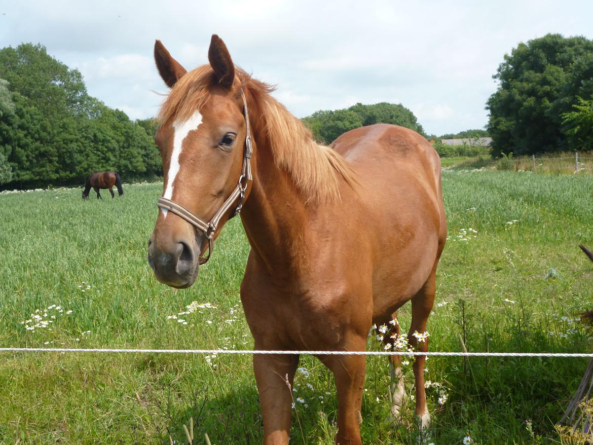 Dansk Varmblod Philipa billede 9