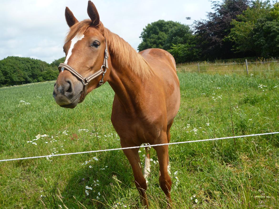 Dansk Varmblod Philipa billede 10