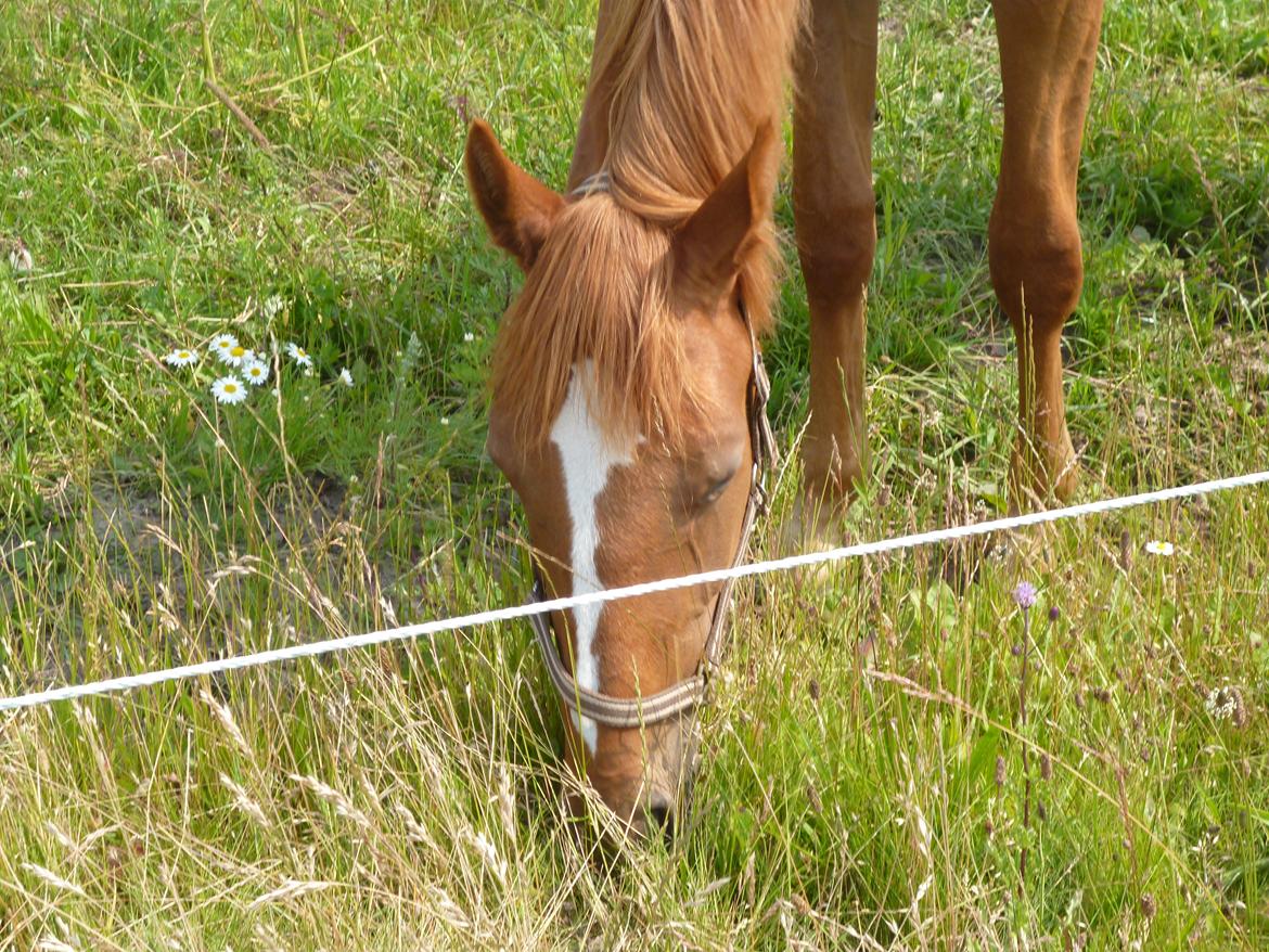Dansk Varmblod Philipa billede 11