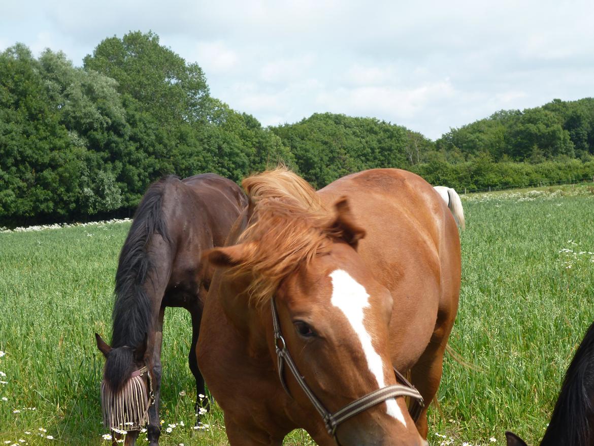Dansk Varmblod Philipa billede 12