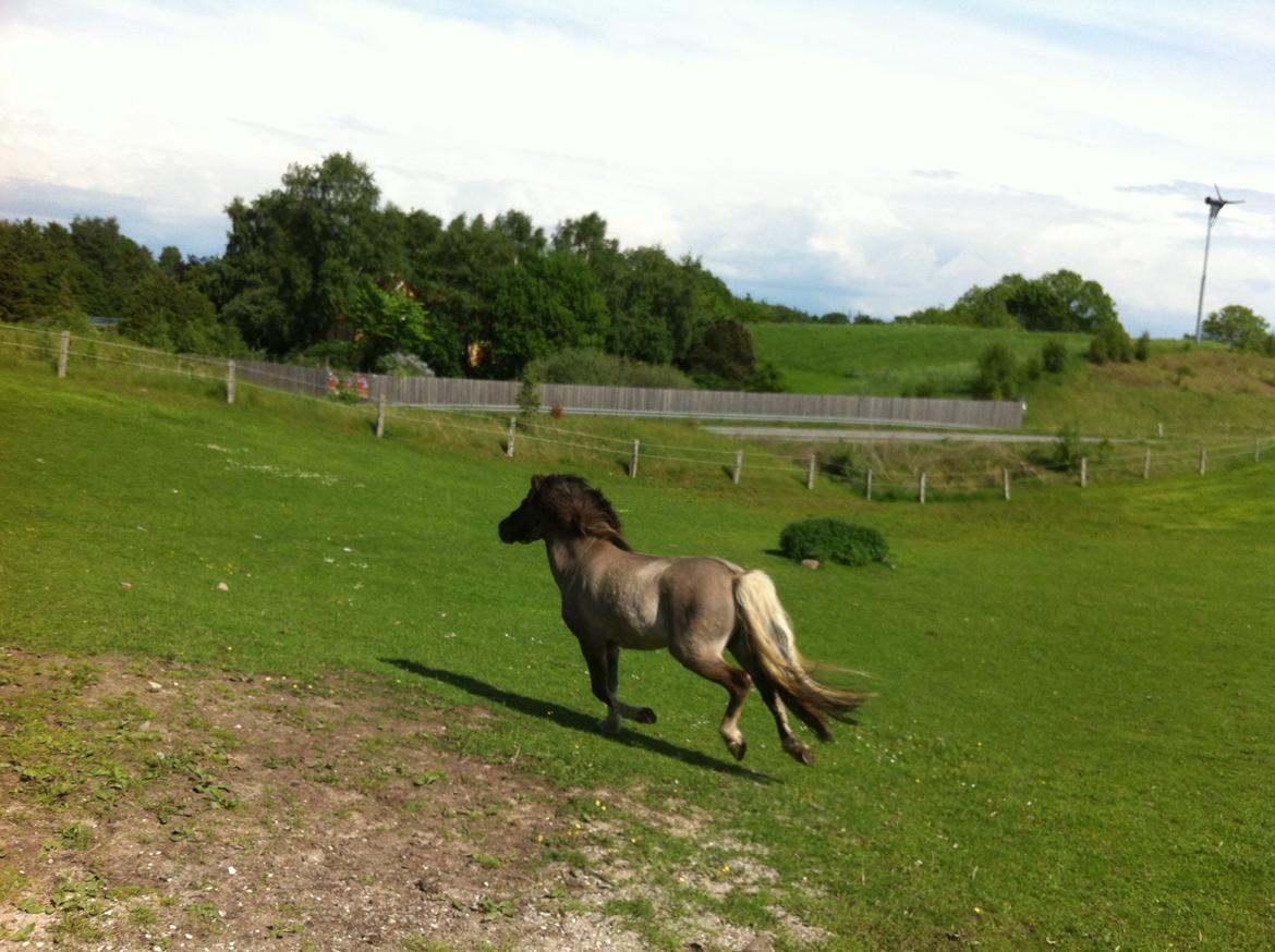 Islænder Fjandi Fra Raabyminde billede 11