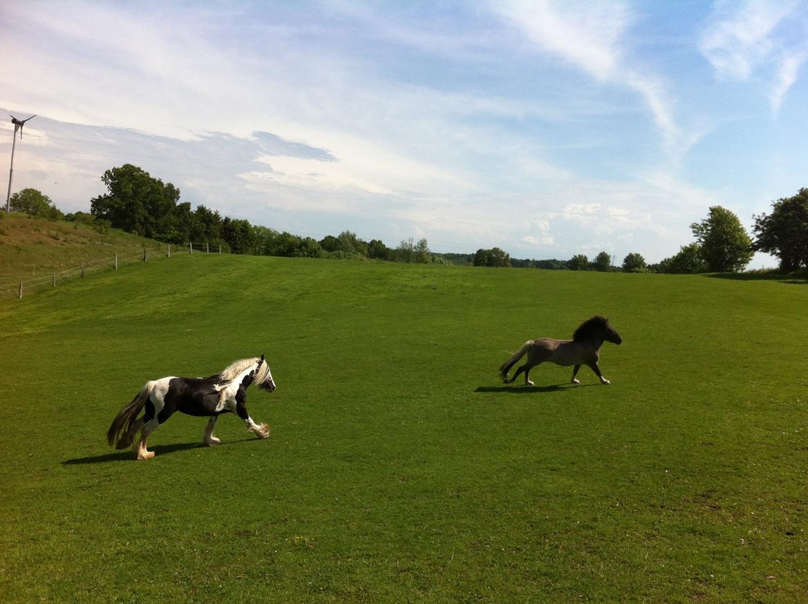 Islænder Fjandi Fra Raabyminde billede 12