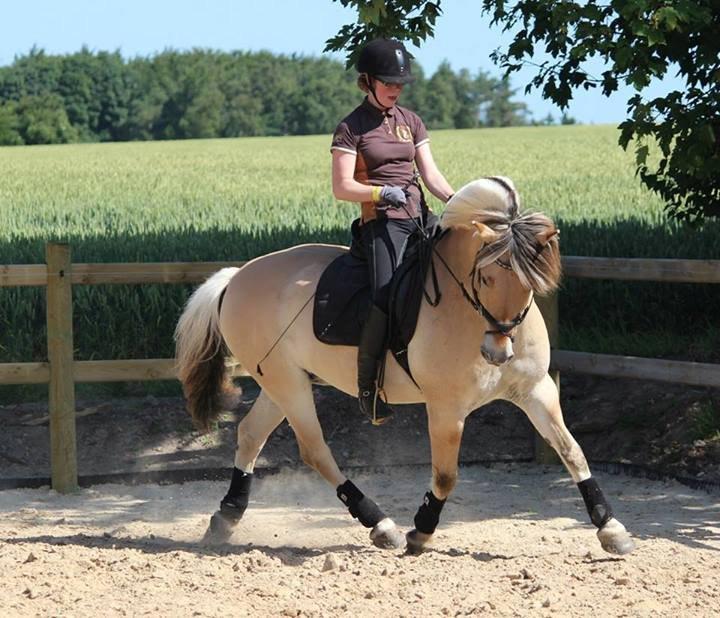 Fjordhest Campari aka. Nullergøjser<3 - Min lille dressur stjerne <3 Foto: Foto: Heiwa Pictures billede 7