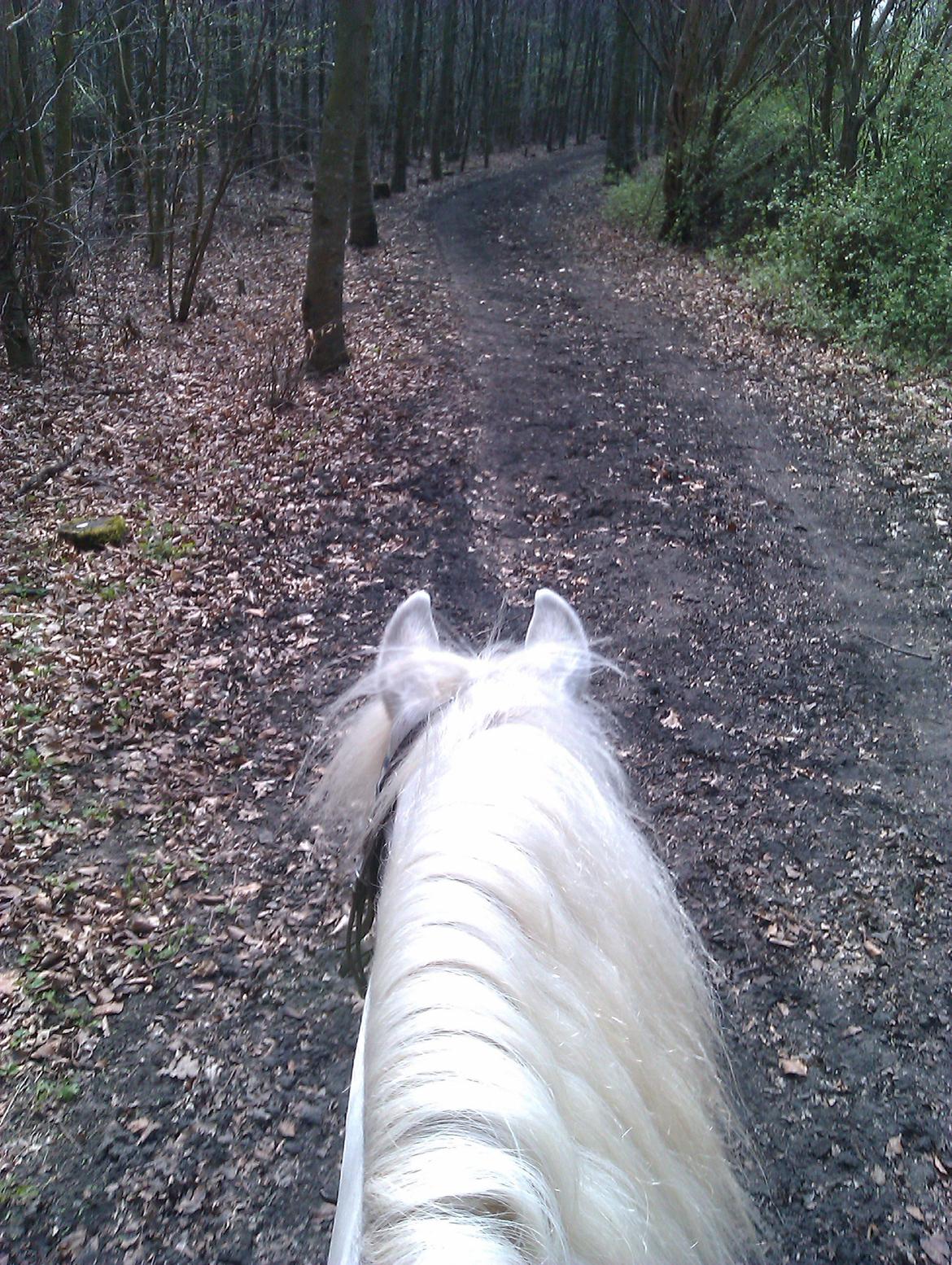 Anden særlig race Troldebo´s Bella - Hyggelig tur i skoven<3 billede 2