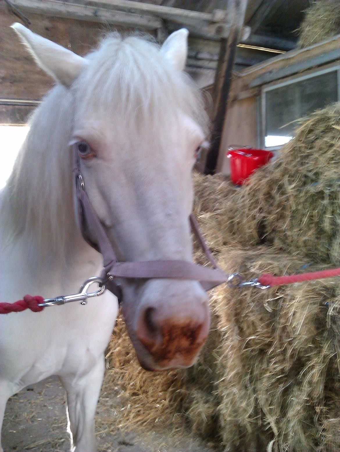 Anden særlig race Troldebo´s Bella - Mmm..  billede 3