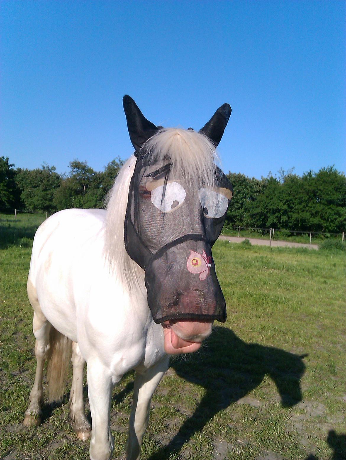 Anden særlig race Troldebo´s Bella billede 4