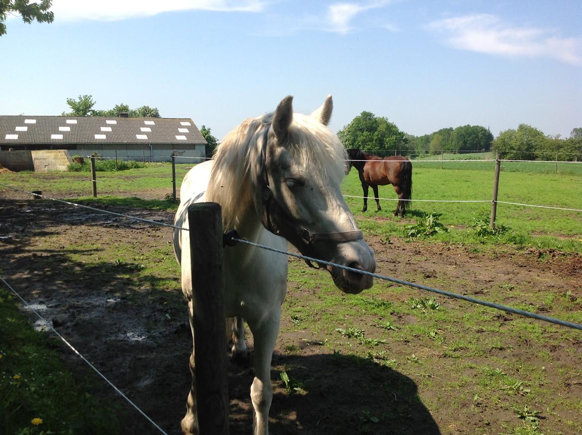 Anden særlig race Troldebo´s Bella billede 1