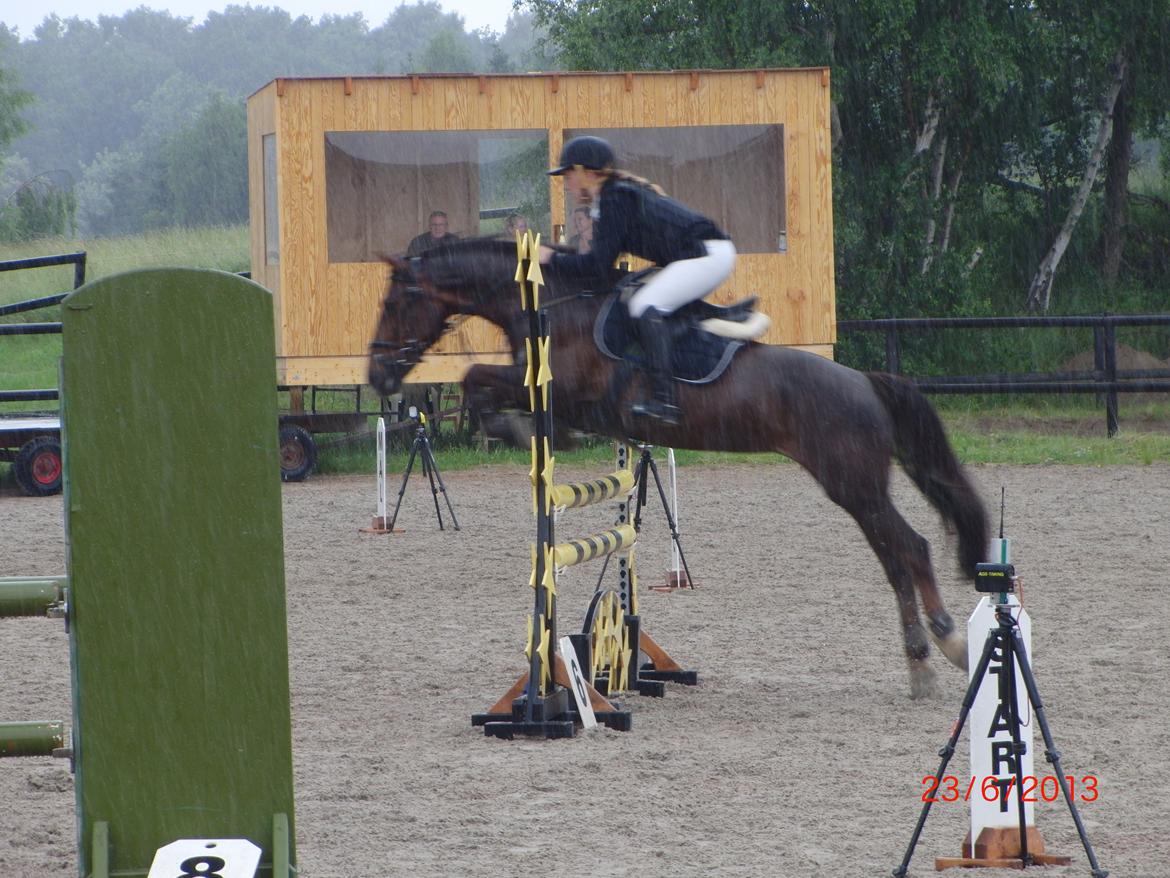 Anden særlig race Bambi - La** billede 9