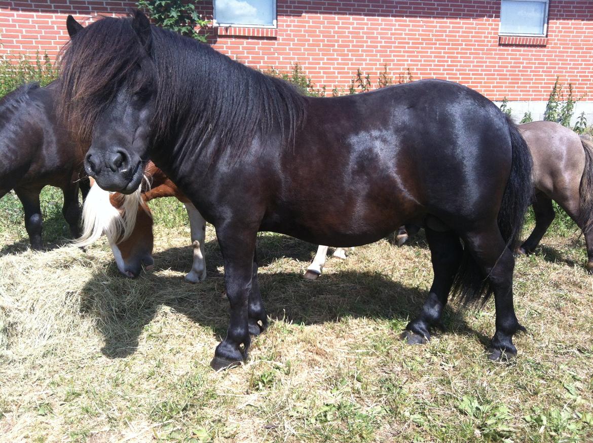 Shetlænder Ejstrups Payback - Basse <3 - Juli 2013 billede 25