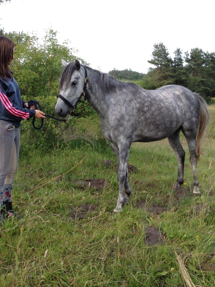 Welsh Pony (sec B) Bjerregård Adina billede 3