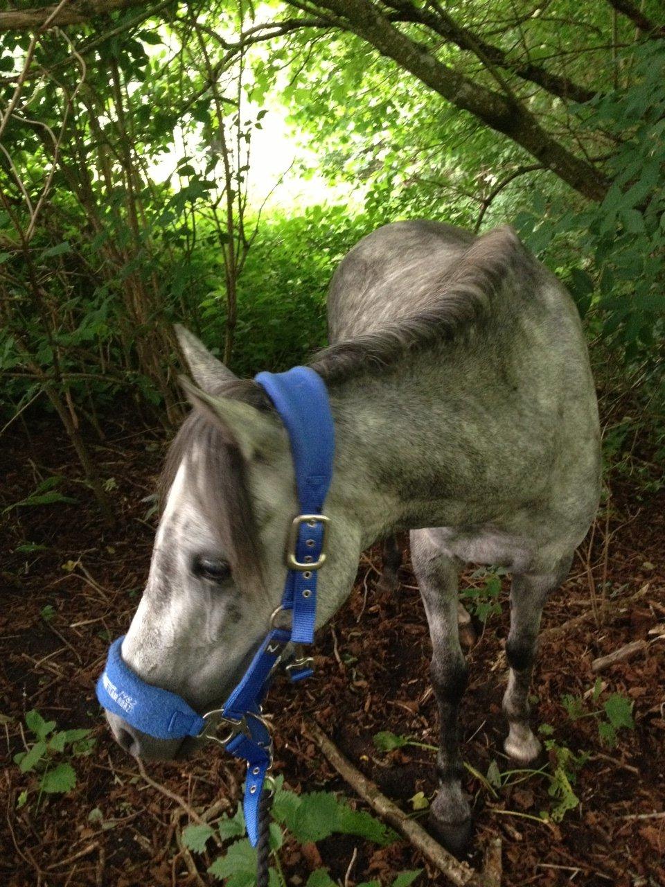 Welsh Pony (sec B) Bjerregård Adina billede 5
