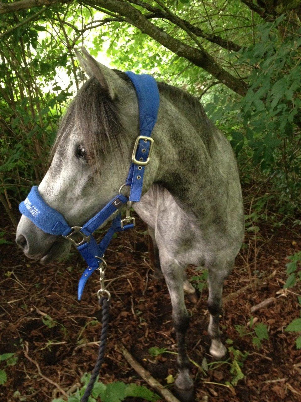 Welsh Pony (sec B) Bjerregård Adina billede 6