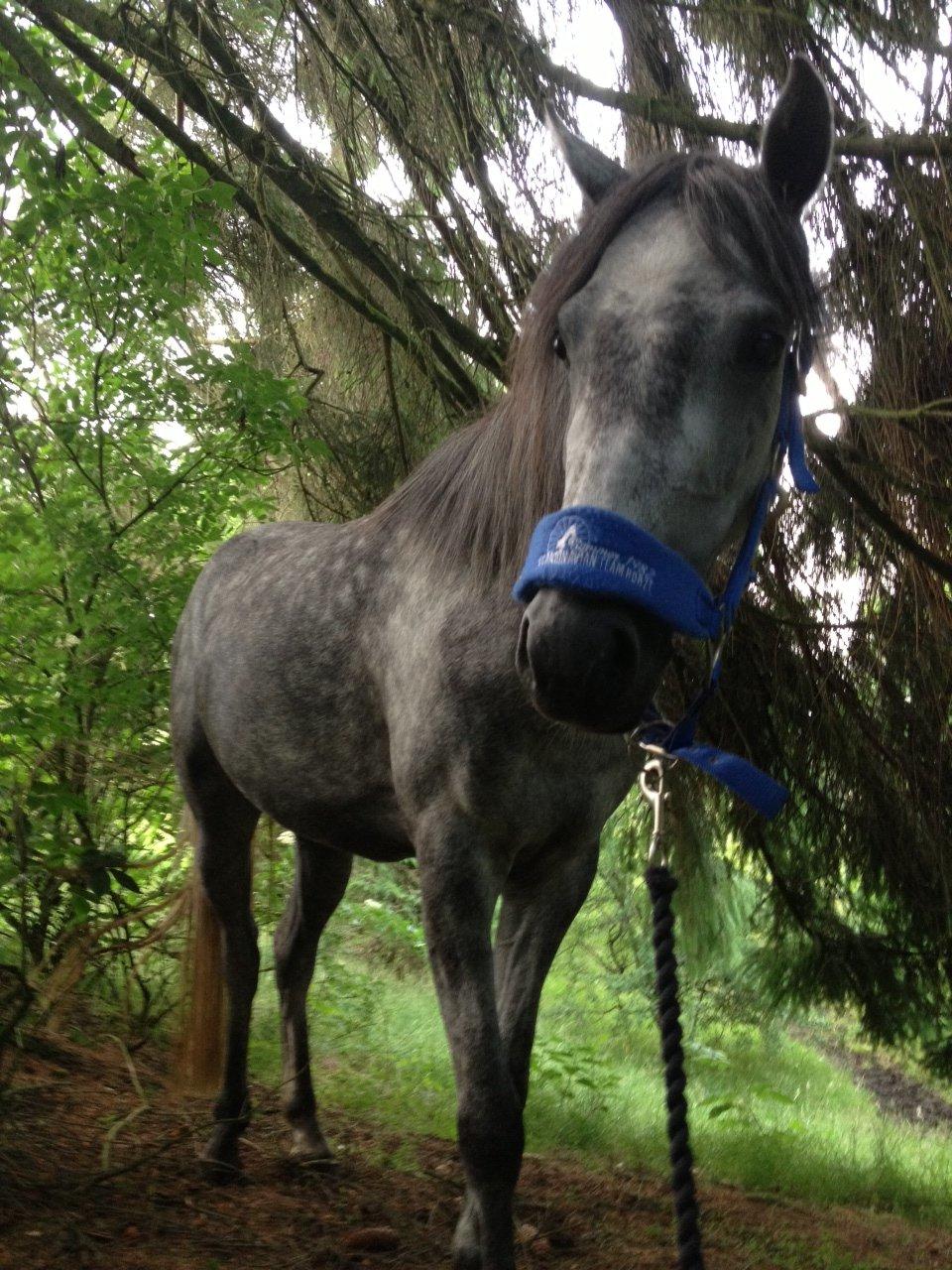 Welsh Pony (sec B) Bjerregård Adina billede 8