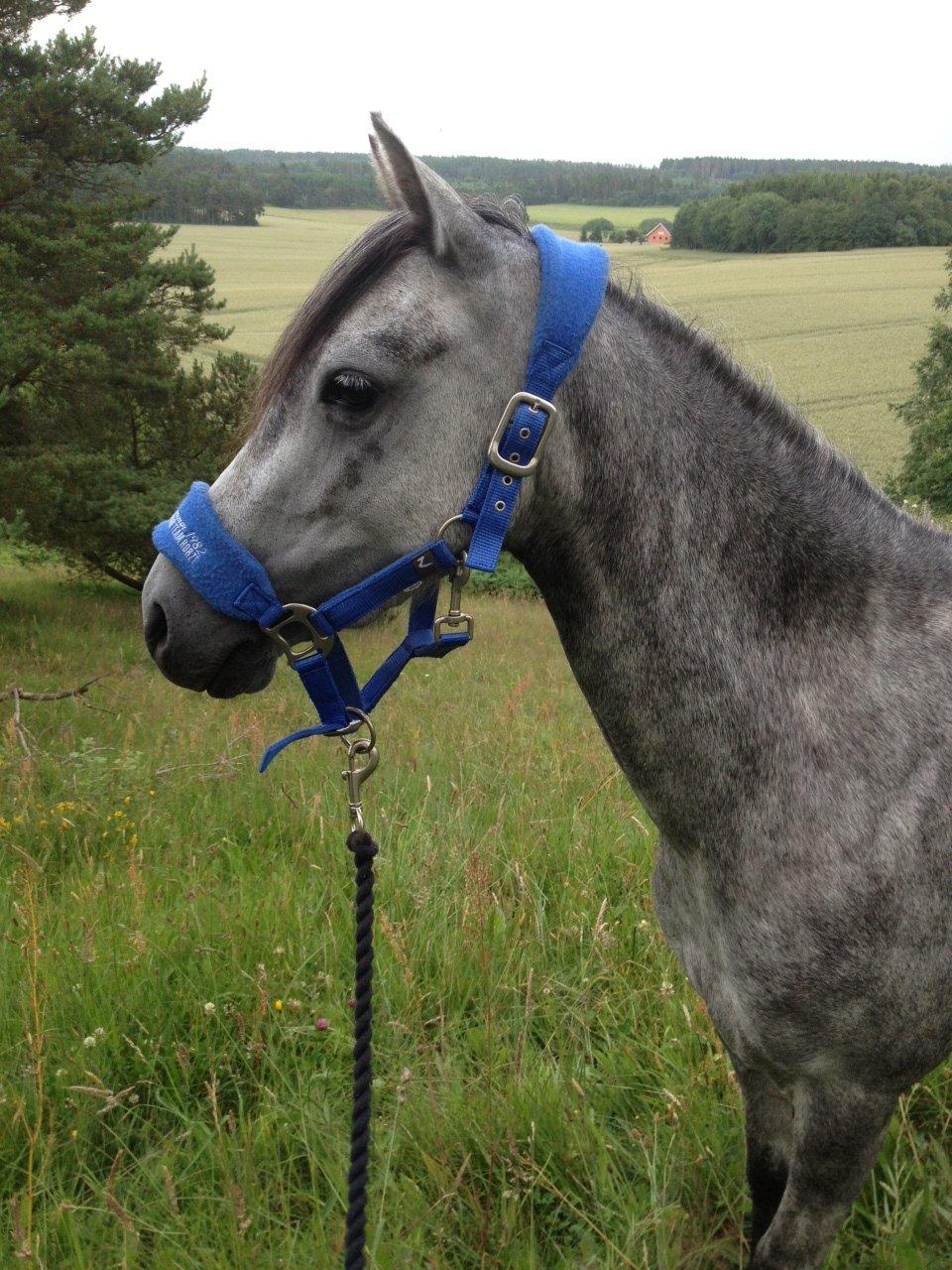 Welsh Pony (sec B) Bjerregård Adina billede 9