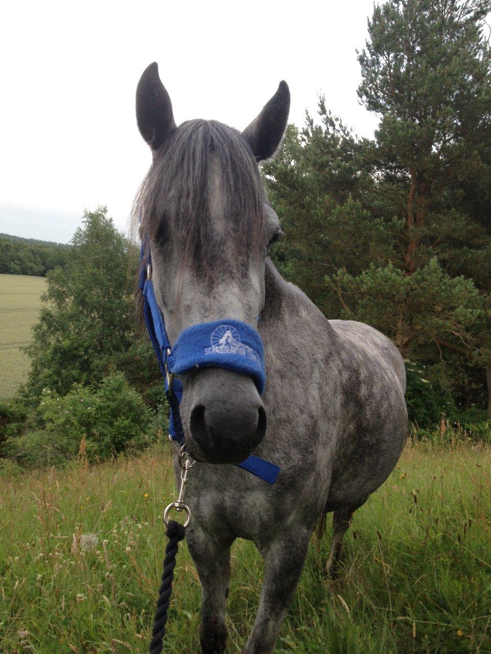 Welsh Pony (sec B) Bjerregård Adina billede 10