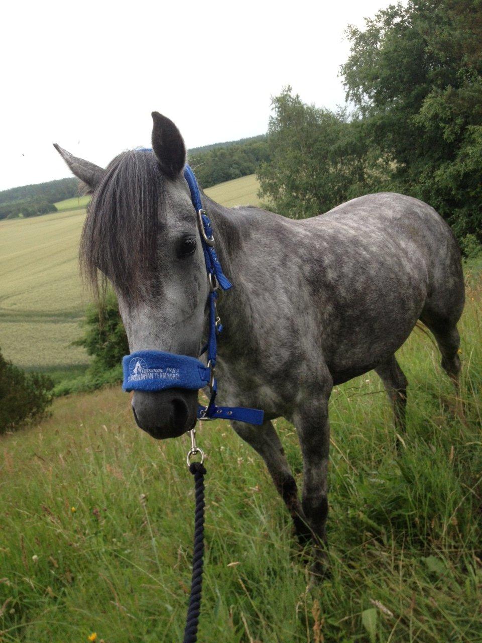 Welsh Pony (sec B) Bjerregård Adina billede 11