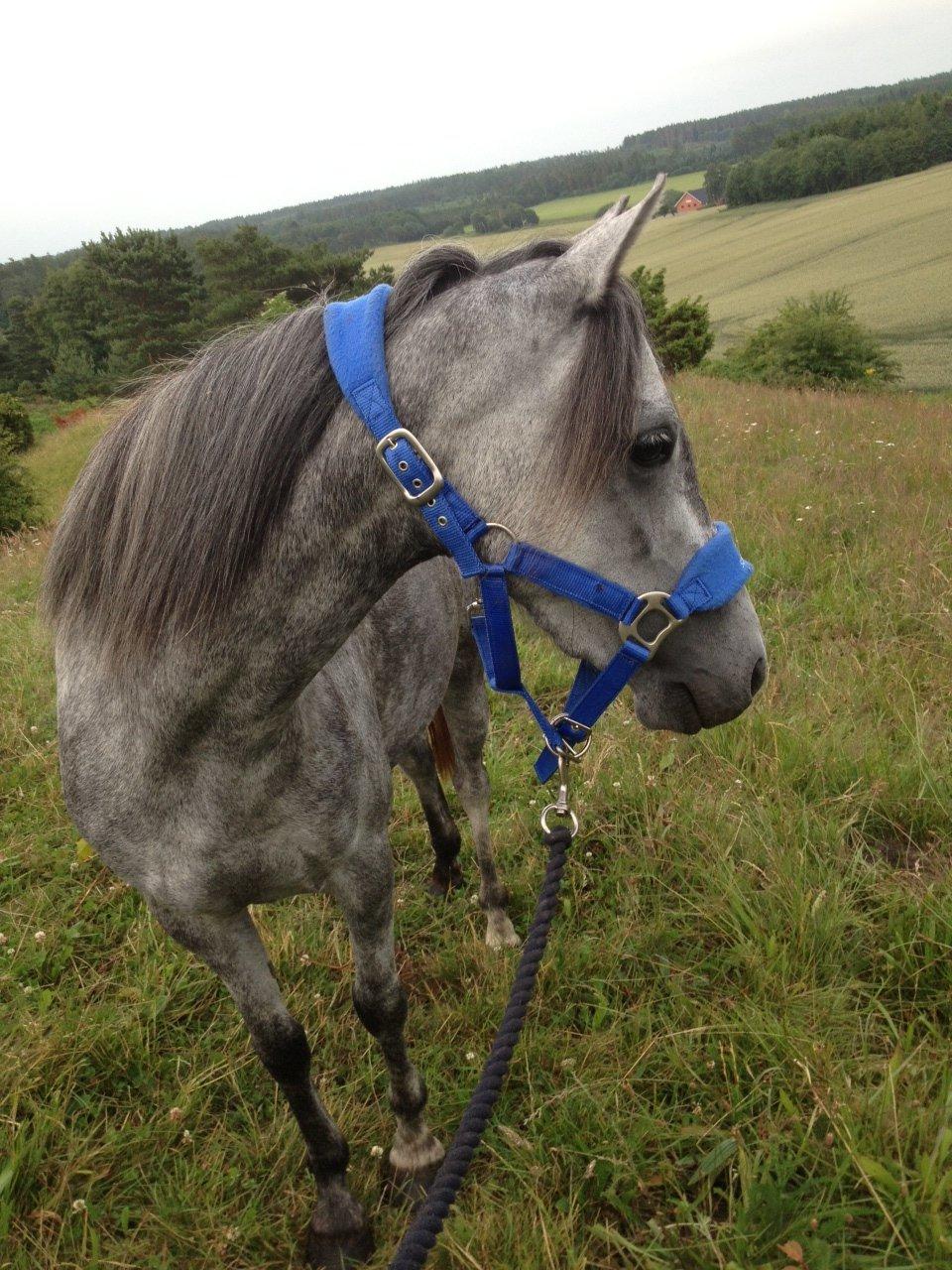 Welsh Pony (sec B) Bjerregård Adina billede 12