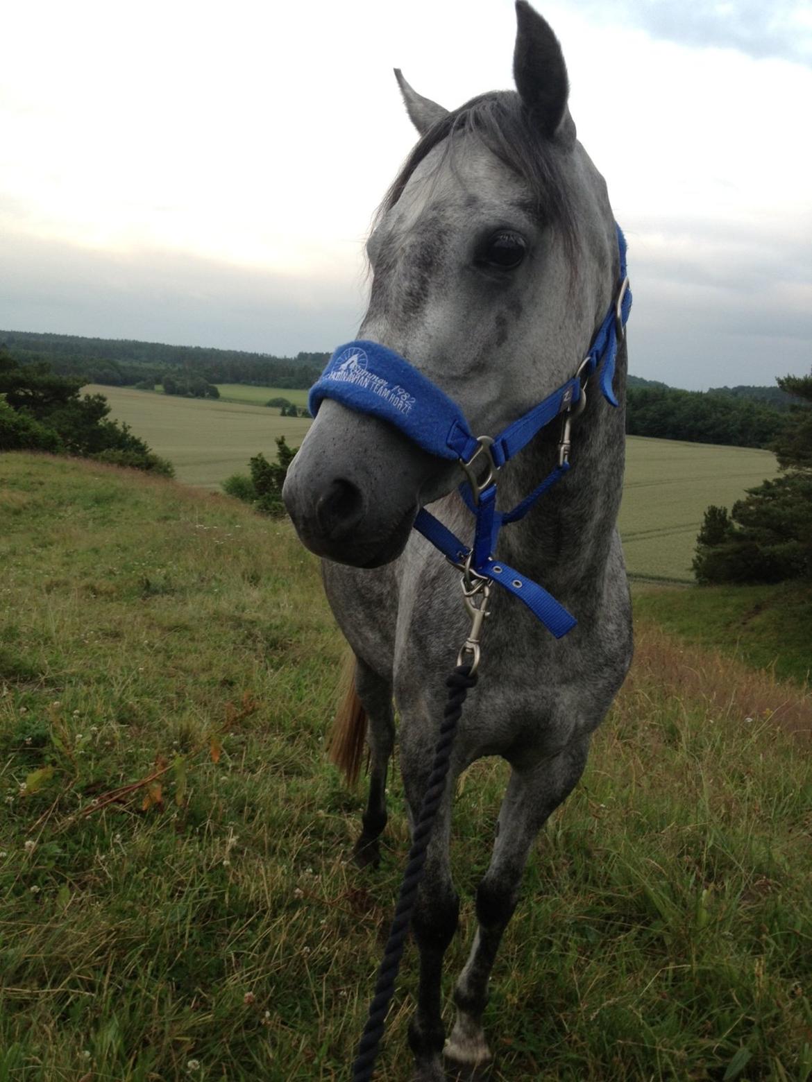 Welsh Pony (sec B) Bjerregård Adina billede 14