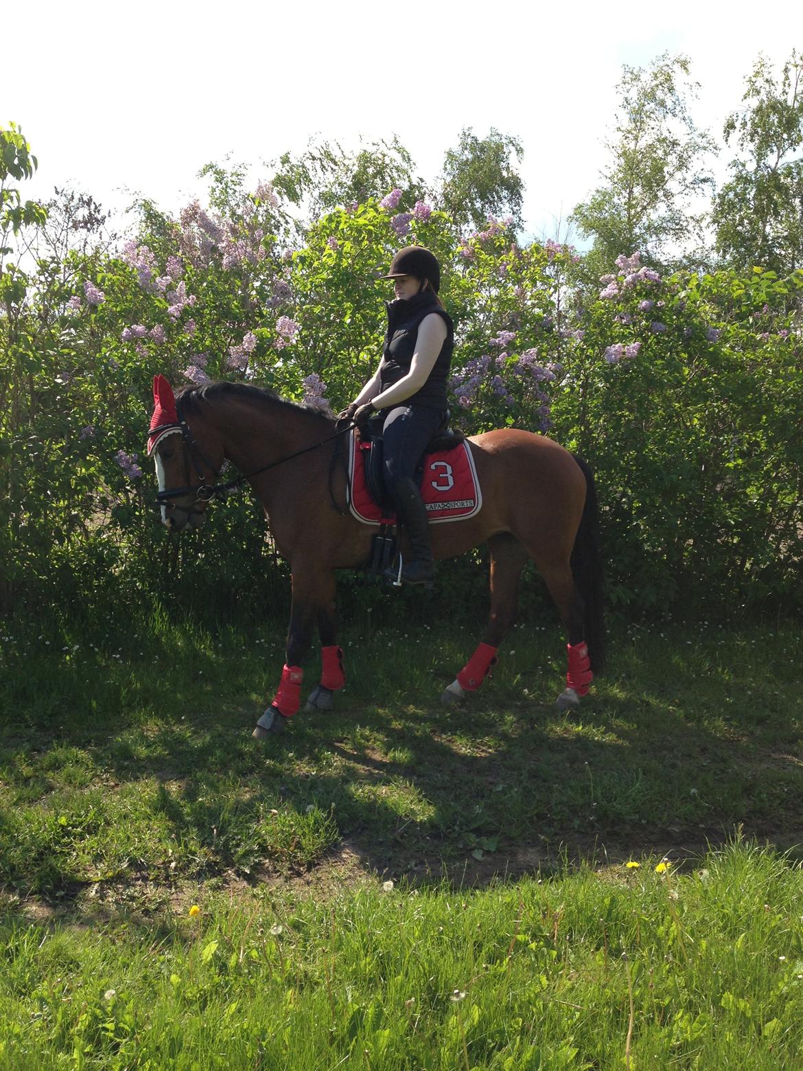 DSP Moonjam´s Princess billede 16