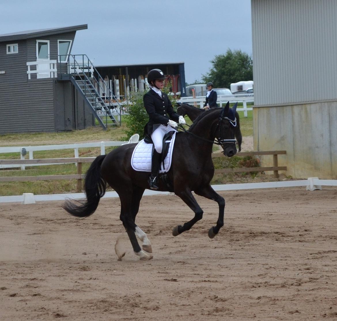 Tysk Oldenburger Hoelgaard's Armani billede 8