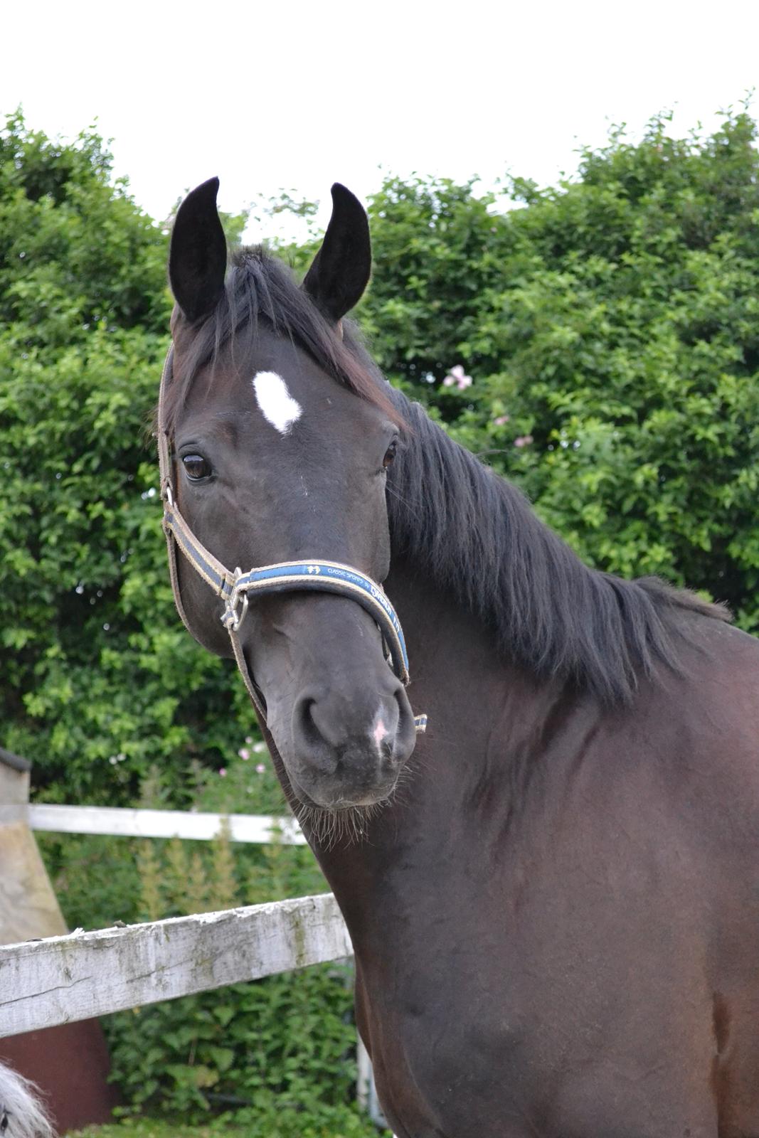 Tysk Oldenburger Hoelgaard's Armani billede 14