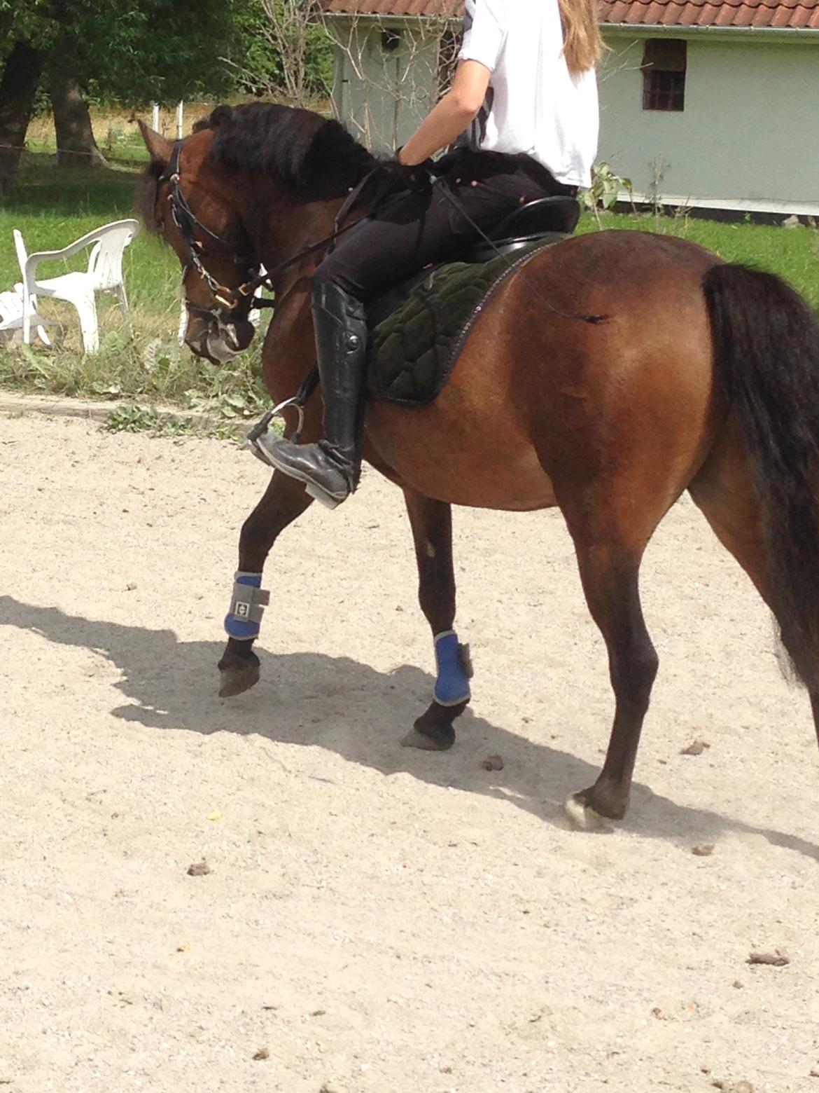 DSP Moonjam´s Midnight Dancer billede 16