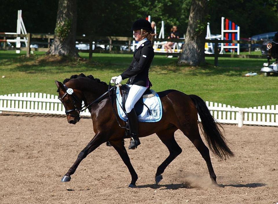 DSP Moonjam´s Mr. Sunshine billede 21