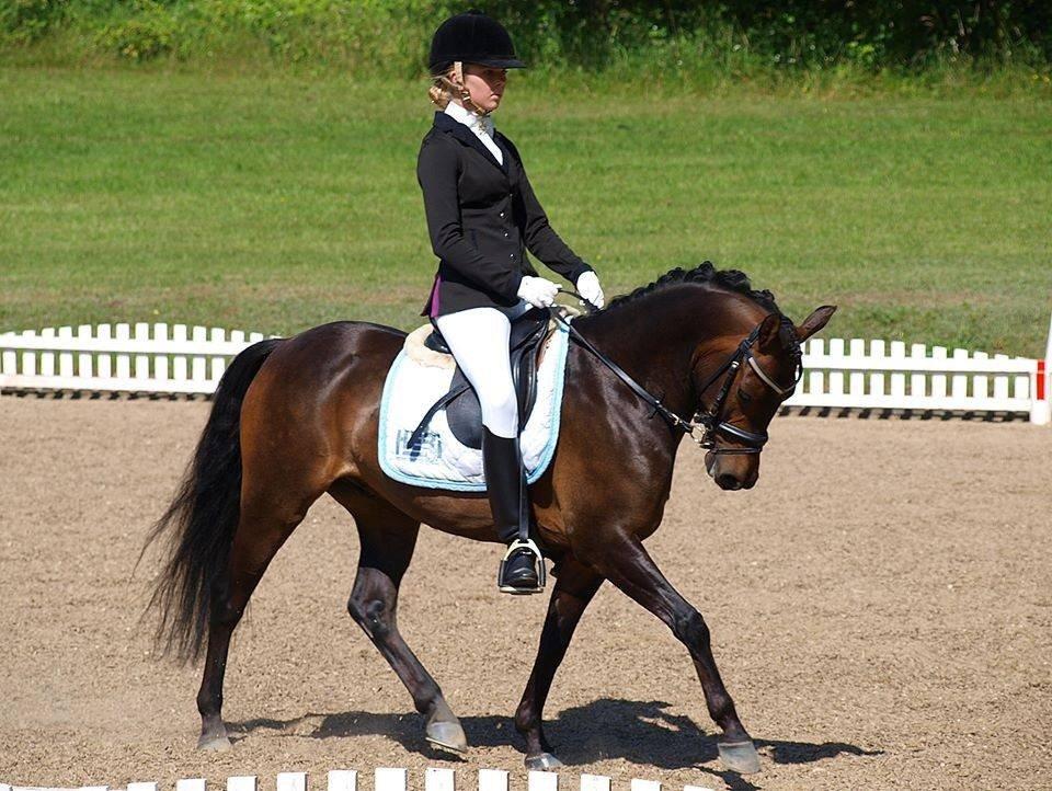 DSP Moonjam´s Mr. Sunshine billede 23