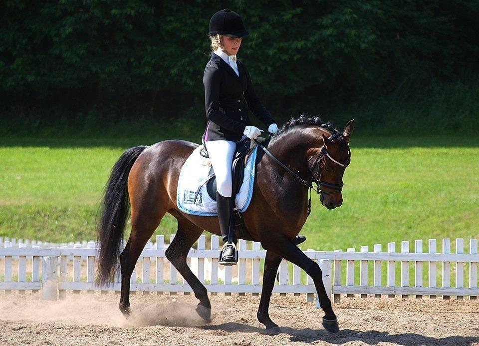 DSP Moonjam´s Mr. Sunshine billede 24