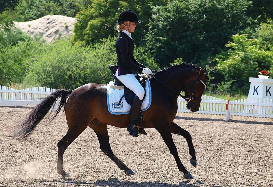 DSP Moonjam´s Mr. Sunshine billede 25