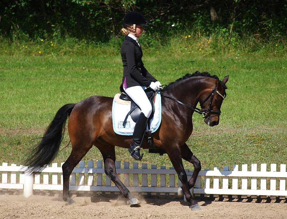 DSP Moonjam´s Mr. Sunshine billede 26