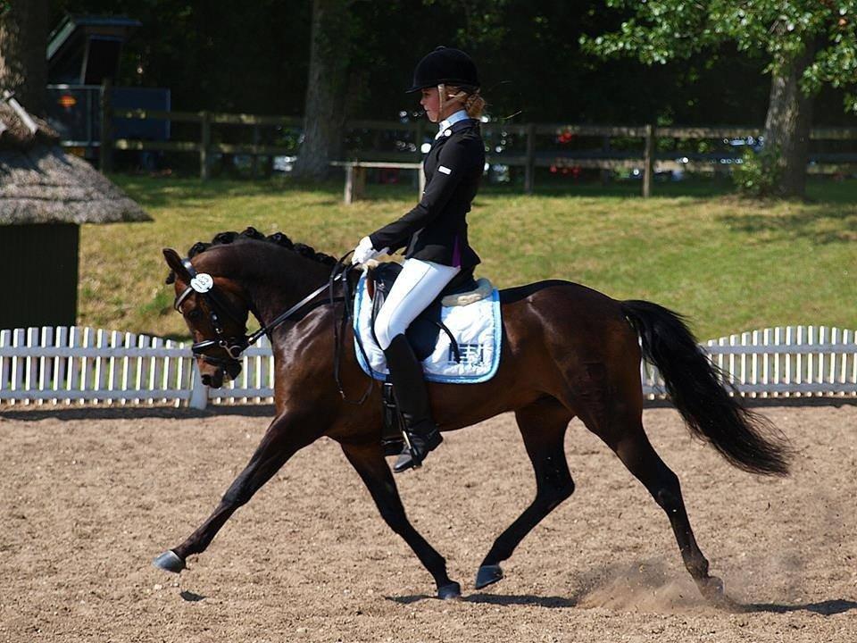 DSP Moonjam´s Mr. Sunshine billede 27