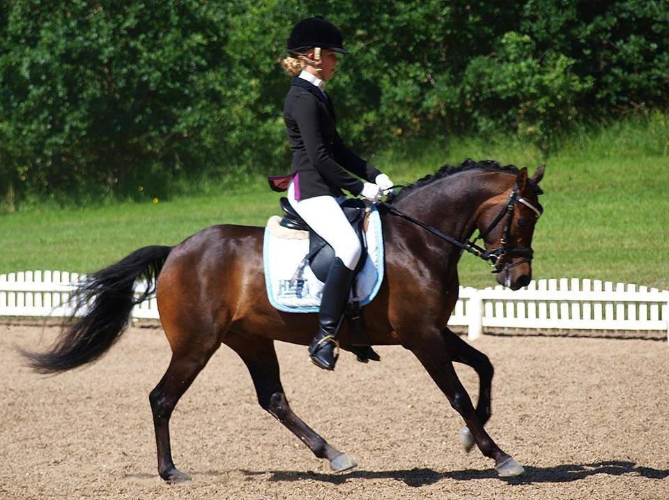 DSP Moonjam´s Mr. Sunshine billede 28