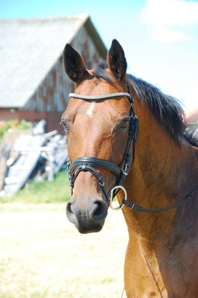 Anden særlig race Refsgaards Cheval billede 10