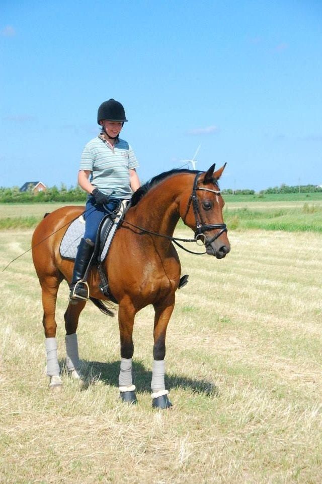 Anden særlig race Refsgaards Cheval billede 11