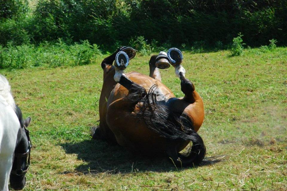 Anden særlig race Refsgaards Cheval billede 12